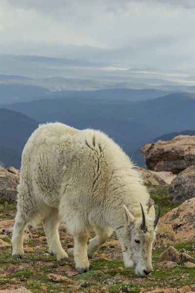 USA, Colorado, Mt Evans Mountain goat grazing